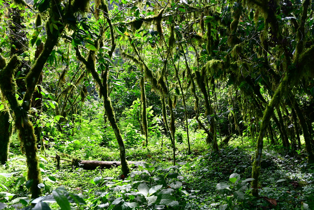 Wild Coffee Forest (Bonga)